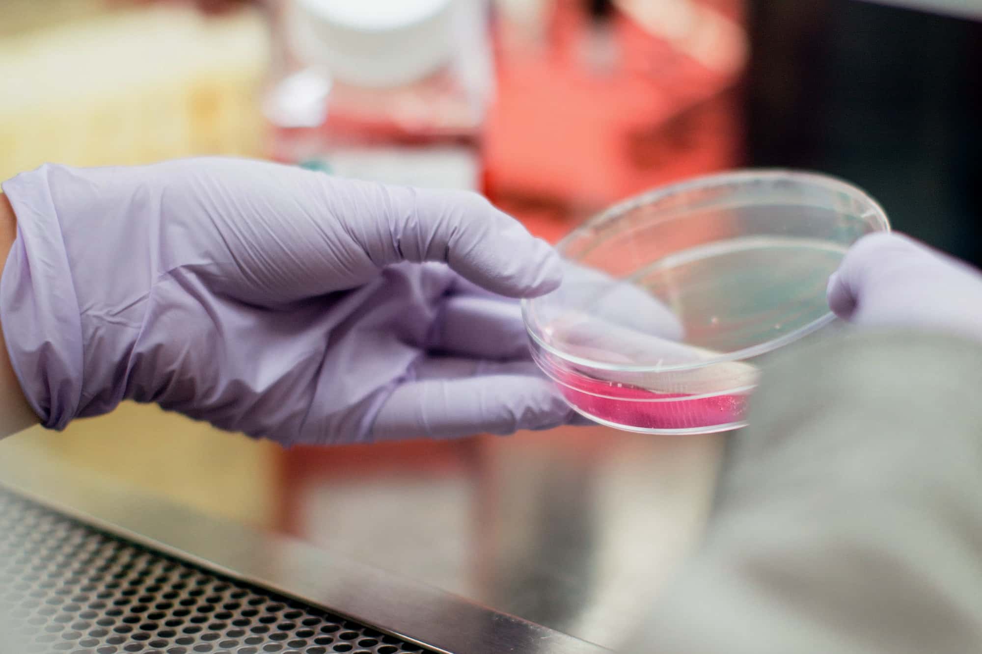 Two hands are holding a petri dish in the laboratory